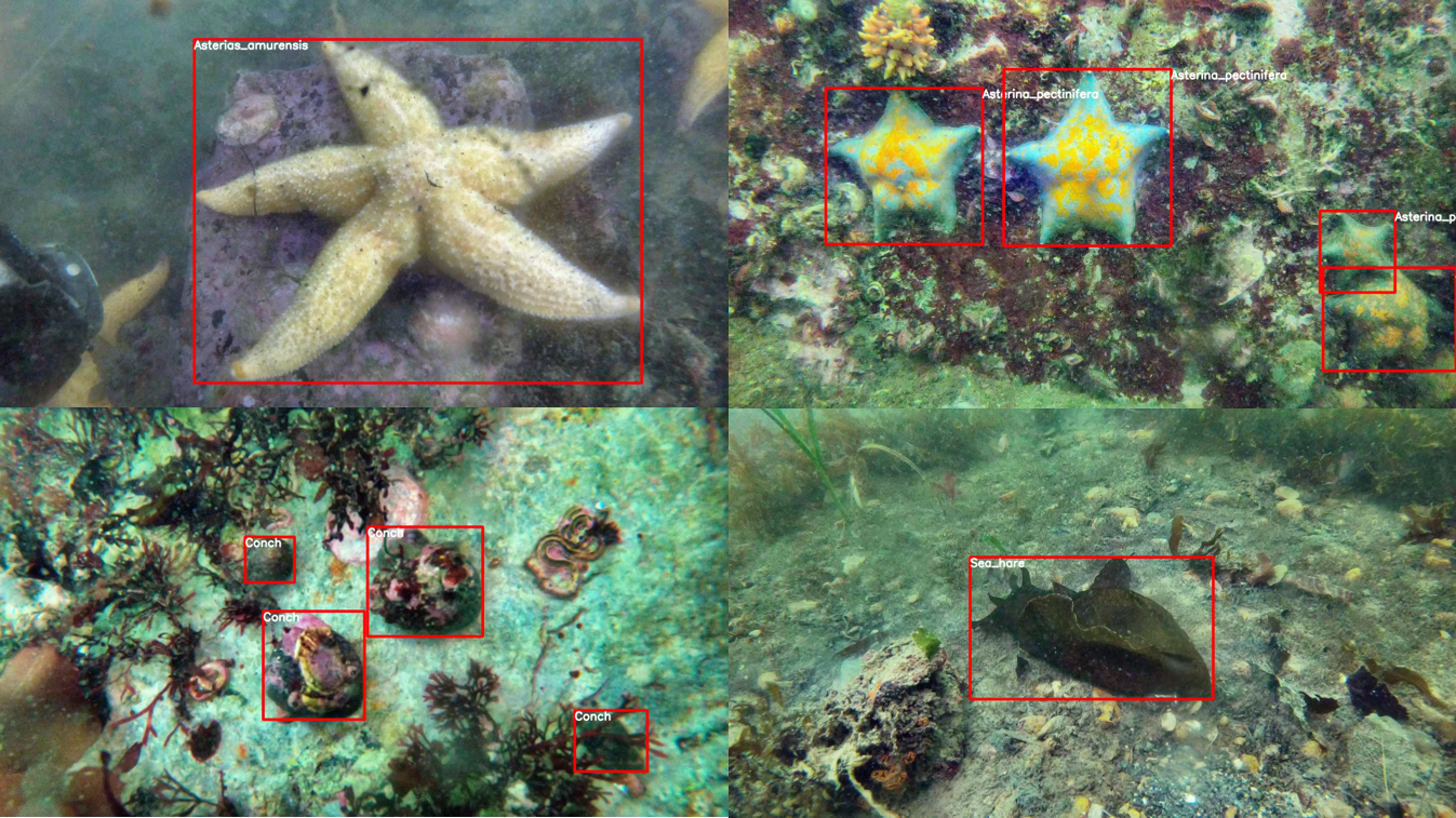 해양생물 바운딩박스 사진 4가지