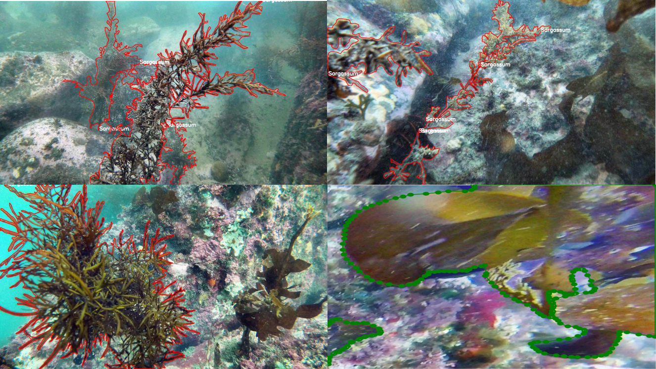 해양생물 세그멘테이션 사진 4가지