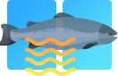 강원도 한해성어류(연어,명태) 지능형양식 종합데이터 아이콘 이미지