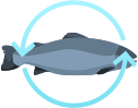 경상북도 어류(북태평양 연어) 지능형 양식생산 데이터 구축 아이콘 이미지