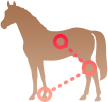 말(馬) 부위 식별 및 이상상태 진단 이미지 데이터 아이콘 이미지