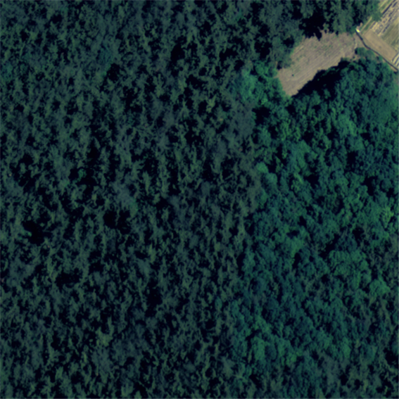 산림수종 이미지(강원및충청)-대표도면-1-항공사진 원천데이터