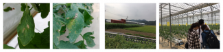 농업 지식베이스-토마토-잎곰팡이병, 점무늬병(좌)/재배시설 촬영현장(우)